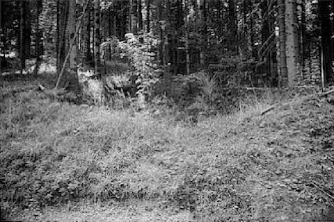 Abbildung 18: Pinge im Areal der Grube Gnade Gottes in Wittichen