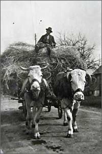 Historische Aufnahme - Heuwagen Gamshurst