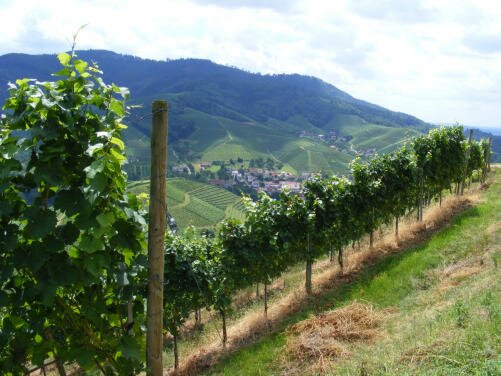 Talblick auf Durbach von der Staufenburg