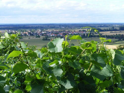 Blick vom Schutterlindenberg in die Rheinebene